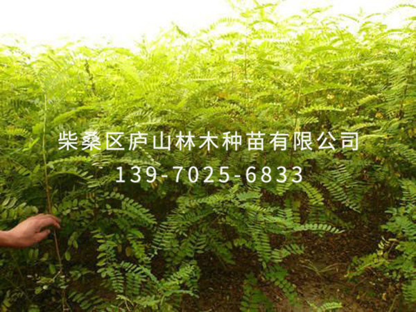 國(guó)槐幾種常見(jiàn)病蟲害防治方法