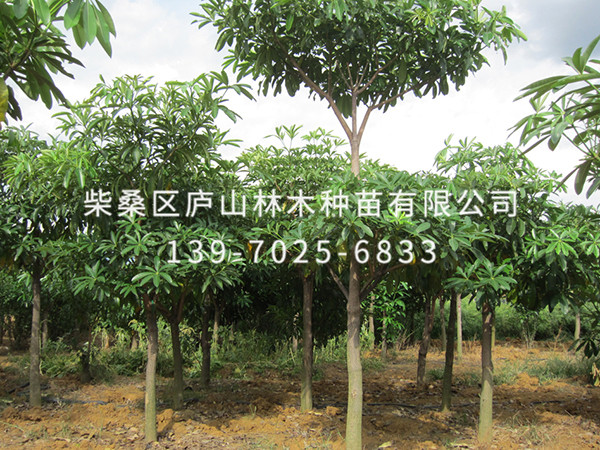燈臺(tái)
