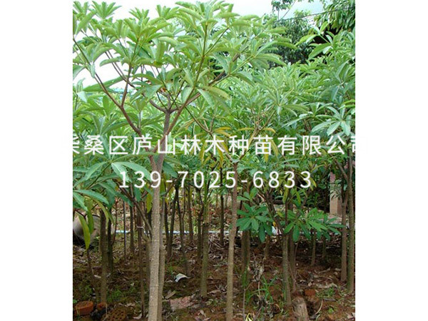 燈臺(tái)