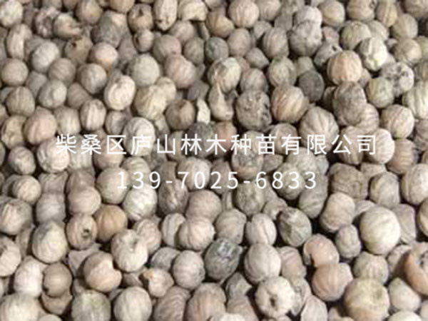 燈臺(tái)種子